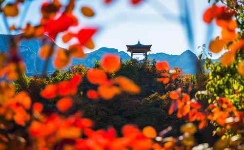 幽岚山 坡峰岭红叶 北京幽岚山秋天的勋章