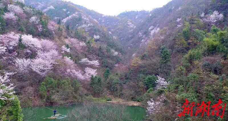 惊艳乡村 临湘万亩野樱花惊艳乡村
