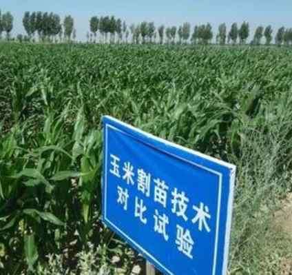 玉米割苗能增产吗 新型玉米种植方法，玉米割苗能增产30%？农民们知道不？