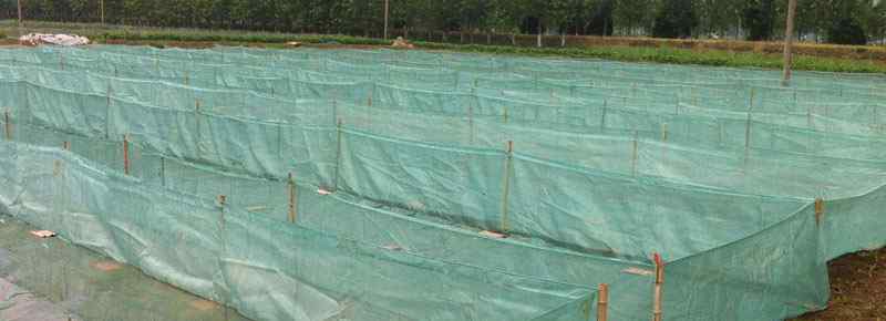 网箱养殖水蛭 水蛭网箱养殖新方法，水蛭养殖最大的困难