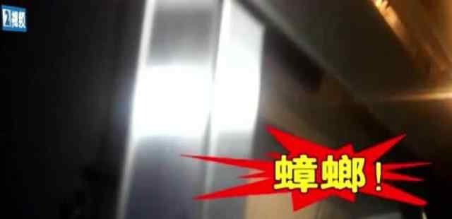 内衣门 上海一“振鼎鸡”门店被曝光“内裤门”