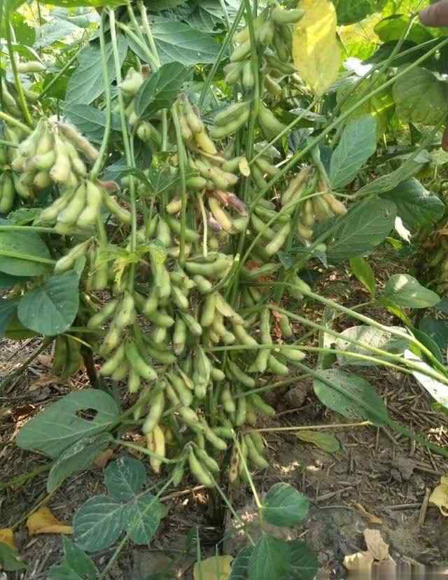 超级大豆亩产2000斤 又一个高产大豆新品种通过审定，亩产最高可达700斤