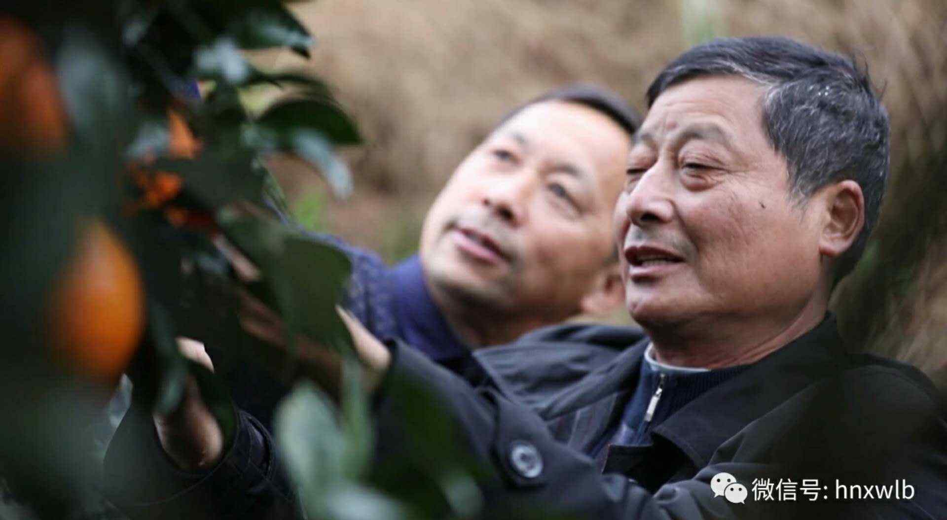莨山 百里脐橙连崀山：有了脐橙就是金山银山