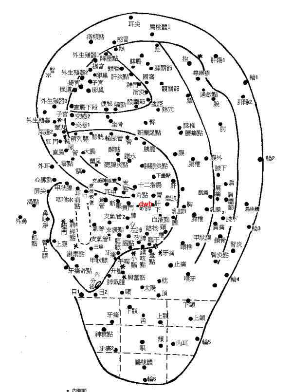耳朵穴位图 耳朵穴位图分析