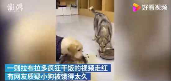 拉布拉多疯狂干饭吓到哈士奇 真相到底是怎样的？