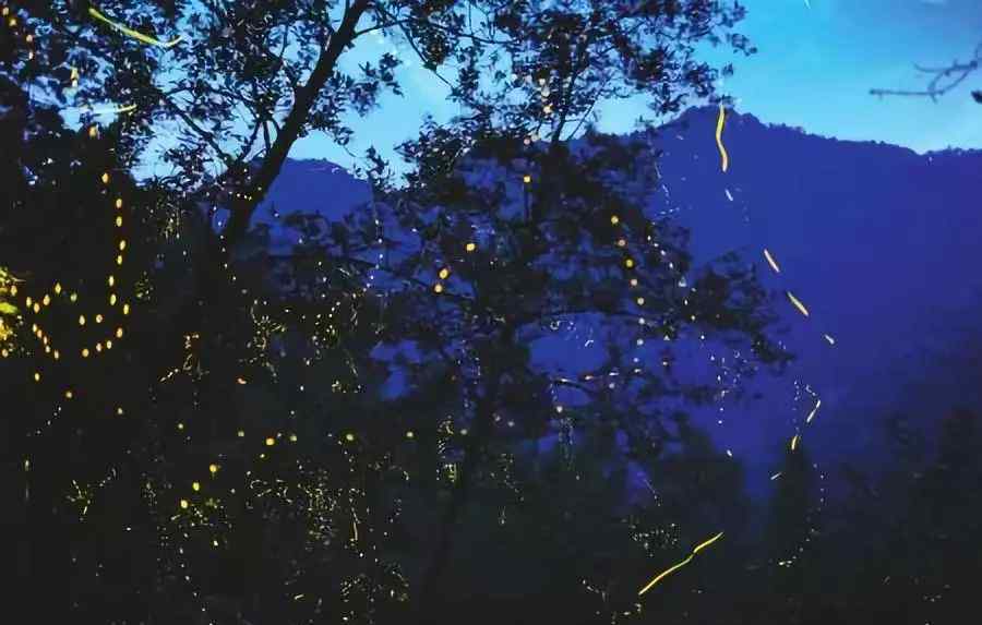 厦门萤火虫公园 这么多梦幻如仙境的萤火虫旅行地 你居然都不知道？