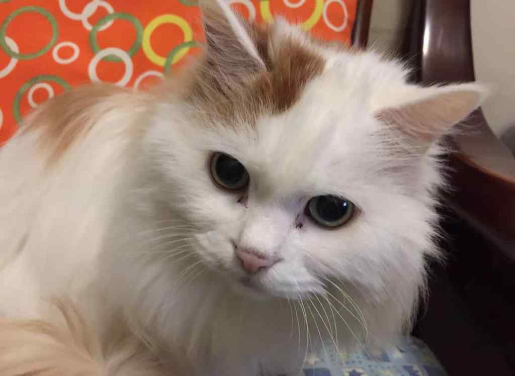 猫几天不吃饭会饿死 猫咪7天不吃不喝会死吗