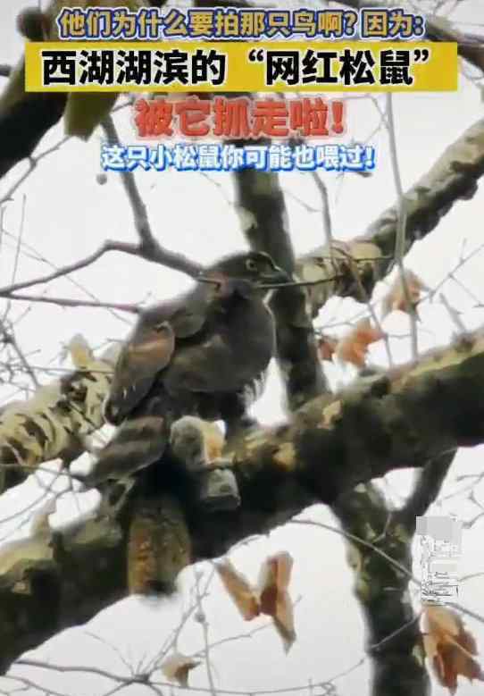 西湖网红松鼠被鹰抓走 游客拍到松鼠被老鹰抓住的画面