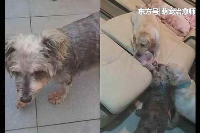 狗狗癫疯能活多久 狗狗突发癫痫自知活不久了，为不让主人伤心，它选择半夜默默离开