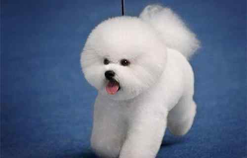 比熊犬能长多大 【养狗心得分享】比熊的毛多久能长长，比熊毛会长多长