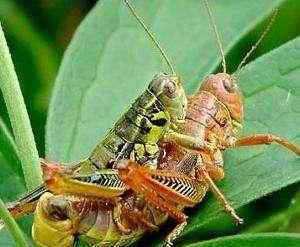 蝗虫繁殖 蝗虫的最大恐惧:1个蝗虫最大繁殖1000个，蝗虫猖獗与人类活动相关