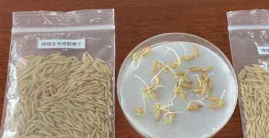 和嫦娥五号上天的水稻种子发芽了 事件详情始末介绍！