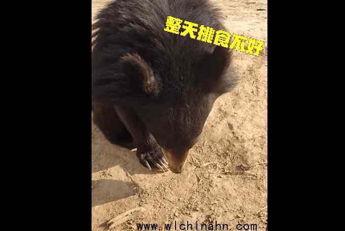 黑熊宝宝挑食被训低头不吭声 为什么会这样