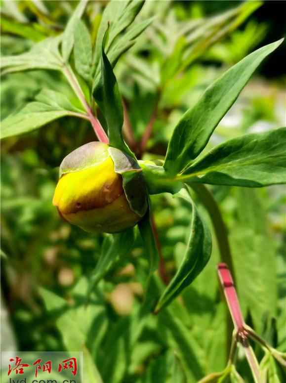 大花黄牡丹 野生种“大花黄牡丹”在洛阳城区栽培成功