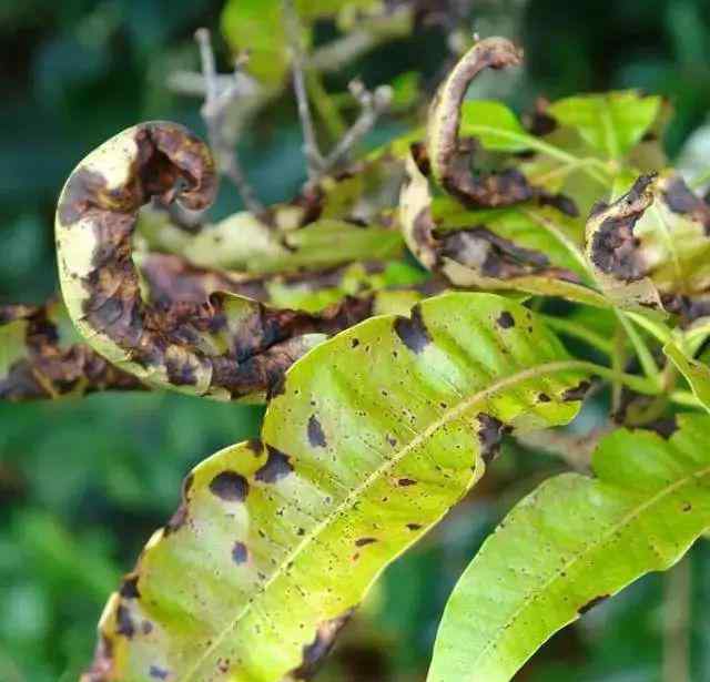 芒果里面有黑色茎状物 有图有真相！史上最全芒果病害