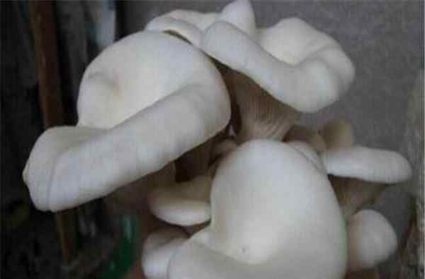 凤尾菇栽培技术 凤尾菇栽培方法，具体技术有以下几点，你们清楚吗？