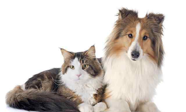 猫狗交配 为什么母猫交配过程中撕心裂肺，狗狗却难舍难分