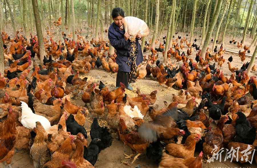 林下养殖 林下养殖 助力脱贫