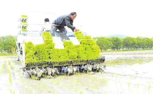 插秧是什么季节 正是插秧好时节