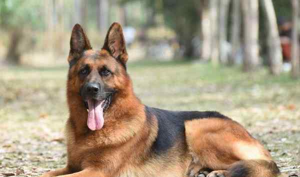 十大聪明犬排名 世界十大聪明犬排行榜