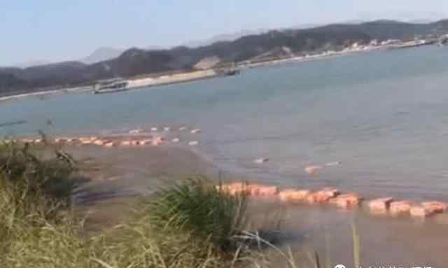 江边漂4吨来源不明走私冻肉遭哄抢 究竟是怎么一回事？