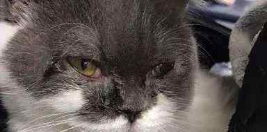 猫鼻支的早期症状 猫鼻支该怎么与猫感冒做区分？这里有一份猫鼻支应对指南请查收