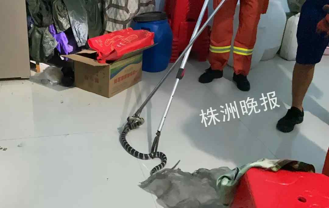 攸县窝里人 吓人！湖南居民家惊现剧毒银环蛇，1米多长！霸占饭厅！