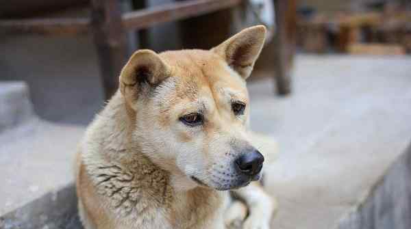 土狗的缺点 中华田园犬的优点和缺点，中华田园犬怎么训练比较好！