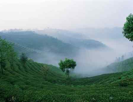 湖南茶 知道湖南|湖南人什么时候开始种茶?辛追喝的是什么茶?