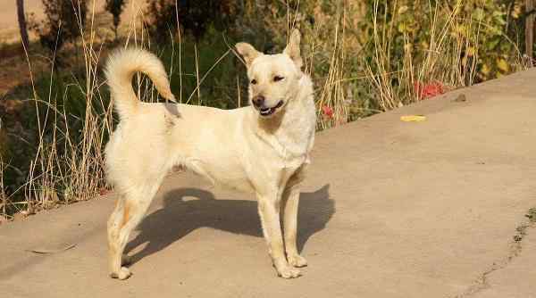 土狗的缺点 中华田园犬的优点和缺点，中华田园犬怎么训练比较好！