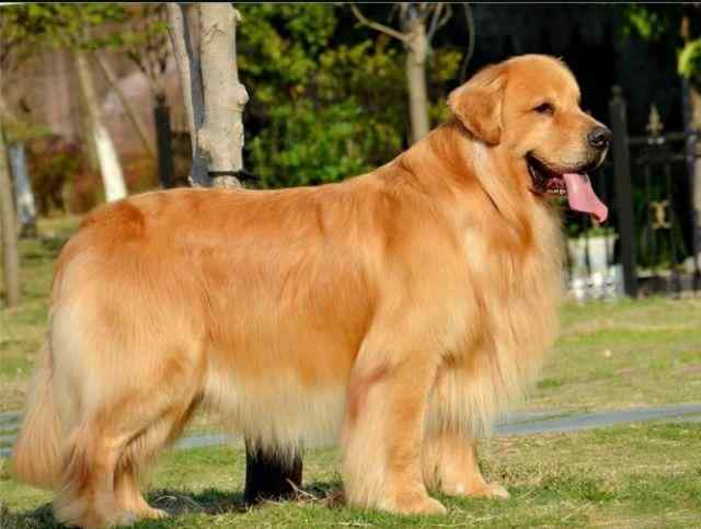 金毛纯与不纯对照 金毛犬纯不纯，关键还是这7个特征，你可能买到“假狗”了