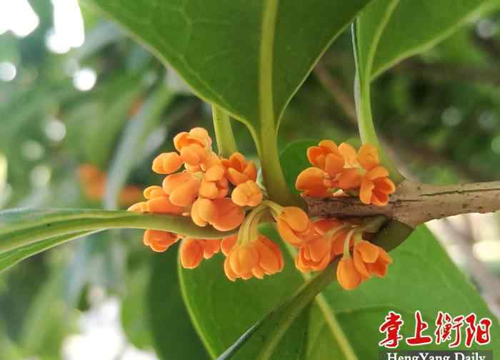 爱莲阁 西湖公园300株桂树竞相绽放，幽幽桂花香等你来赏