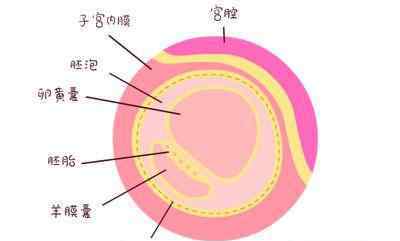 卵黄囊什么意思 卵黄囊回声是什么意思？
