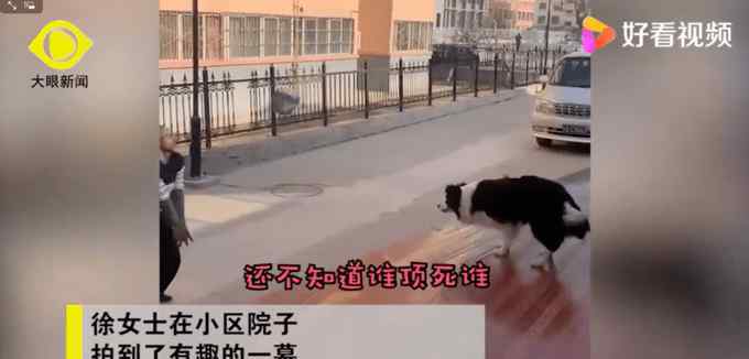 边牧打排球战胜保安