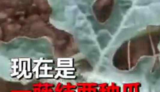男子在土里种下西瓜籽后却长出来了黄瓜 网友的评论亮了