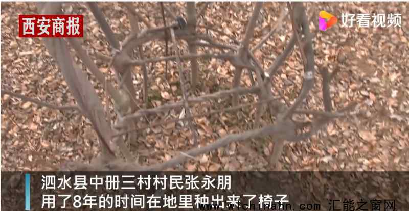 山东小伙用8年种出天然椅子 他是怎么做到