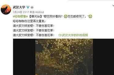 武大谴责樱花雨 是谁这么没素质？