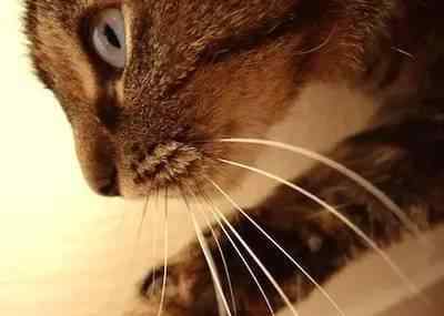 猫的胡须被剪掉会怎样 猫咪的胡子被剪了还会长吗？