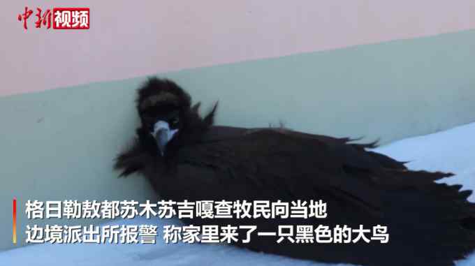 秃鹫太冷了到牧民家求救上热搜，怎么情况了