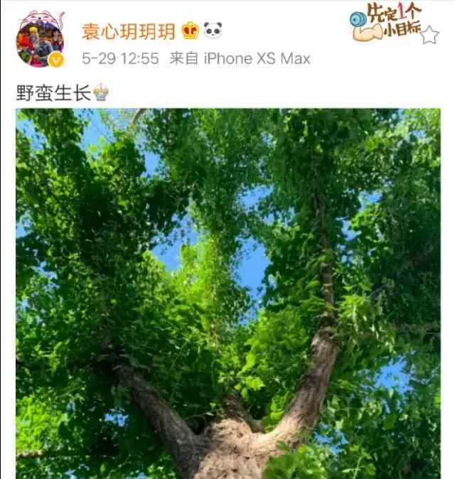 袁心玥图片 来了！袁心玥发微博了，图片是一颗参天大树，并配文:野蛮生长！
