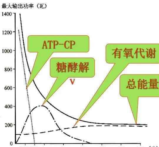 人体三大供能系统 浅谈运动中的三大供能系统