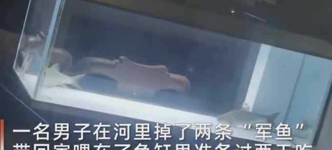 男子钓了2条“军鱼”回家喂养 当天鱼缸被撞碎 结局亮了……