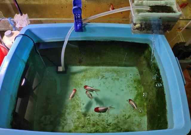 鱼缸过滤棉多久洗一次 每隔三天就换水、直接换掉过滤棉，鱼缸的水质是好还是坏呢？