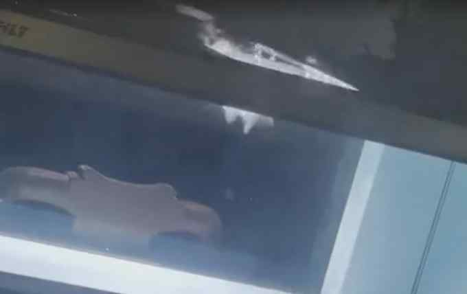 男子钓了2条“军鱼”回家喂养 当天鱼缸被撞碎 结局亮了……