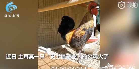 公鸡打鸣打到缺氧昏倒 具体是什么情况