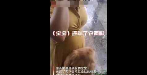 金毛紧贴着怀孕女主人肚子听胎动 结果下一秒神奇的事发生了