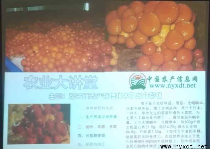滑子菇栽培 农业技术：滑子菇高产栽培技术及出菇管理
