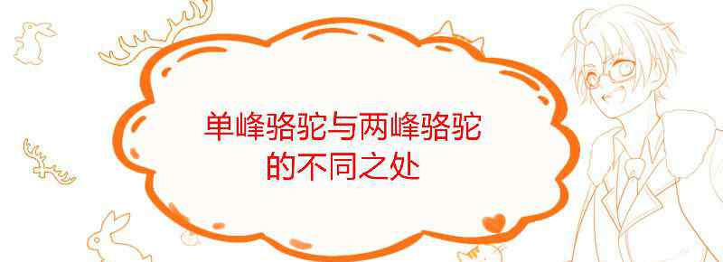 单峰骆驼与两峰骆驼的不同之处和特点