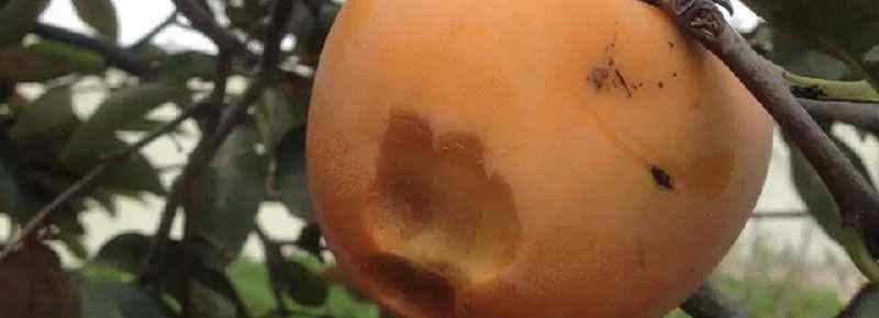 菠菜柿子能一起吃吗