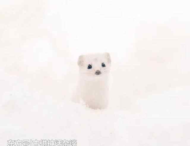黄鼠狼拜月什么意思 黄鼠狼拜月 到底是民间传说还是有科学根据